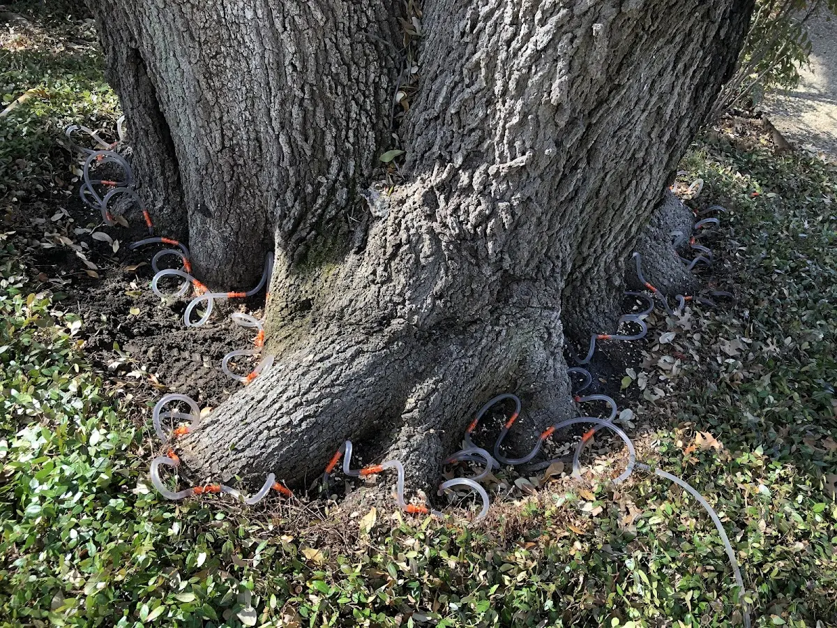 Detailed Tree Cabling and Bracing job site in Walland